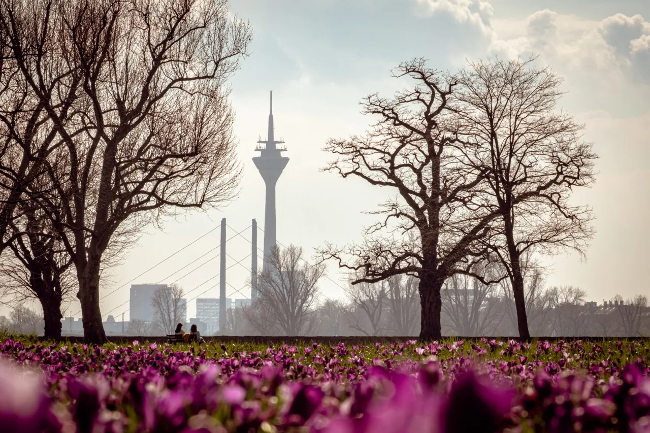 Das Blaue Band – Krokusblüte am Rhein 2027